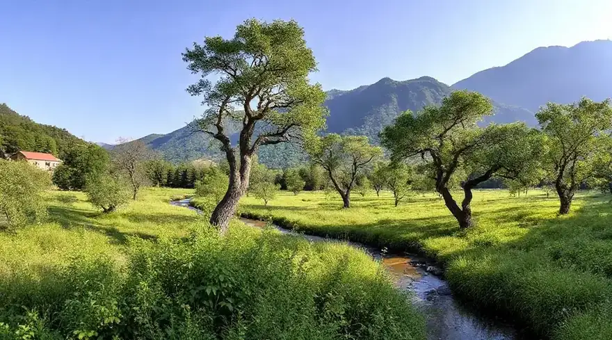 木々と草地の間を小川が抜けていく風景（イメージ写真）