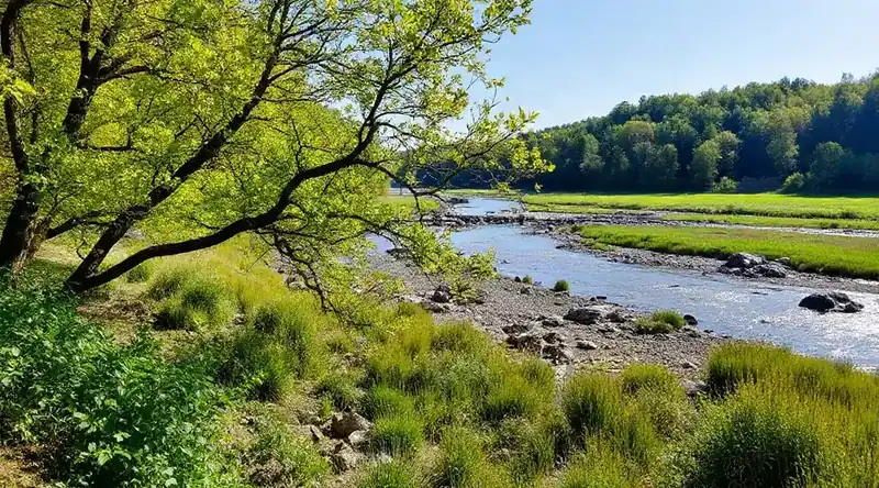 新緑の木々と、川沿いに広がる草地の風景（イメージ写真）