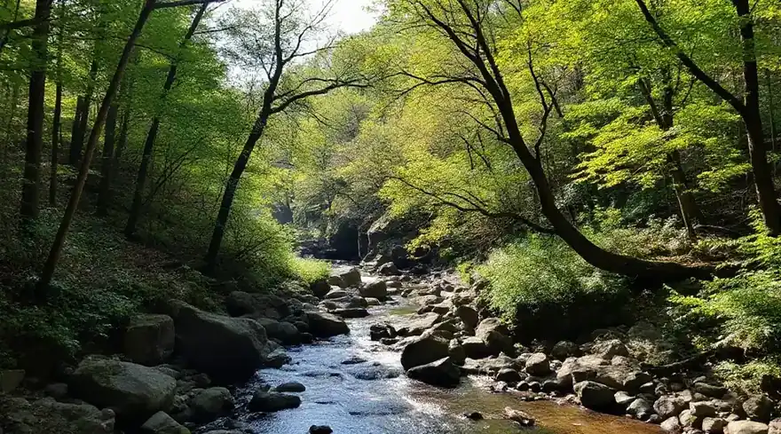 岩の間を流れる小川と新緑の木々の風景（イメージ写真）