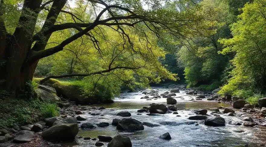 大きな木の下を川が流れる風景（イメージ写真）