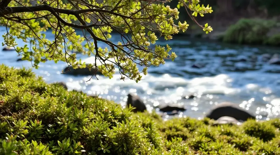 新緑の枝越しに、川の流れが見える風景（イメージ写真）