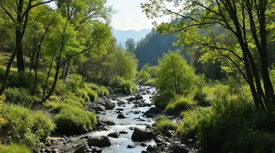 岩の間を流れる小川と、新緑の木々の風景（イメージ写真）